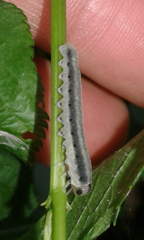 Larva di Macrophya sp. (Tenthredinidae)?